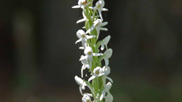 Sierra Bog Orchid, Platanthera leucostachys Sierra Bog Orchid, Platanthera leucostachys