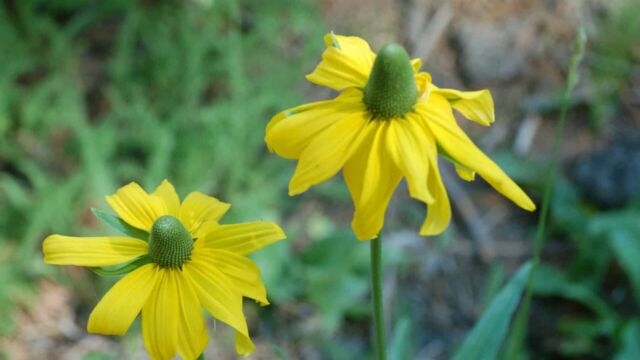 Rudbeckia californica California Coneflower, Rudbeckia californica