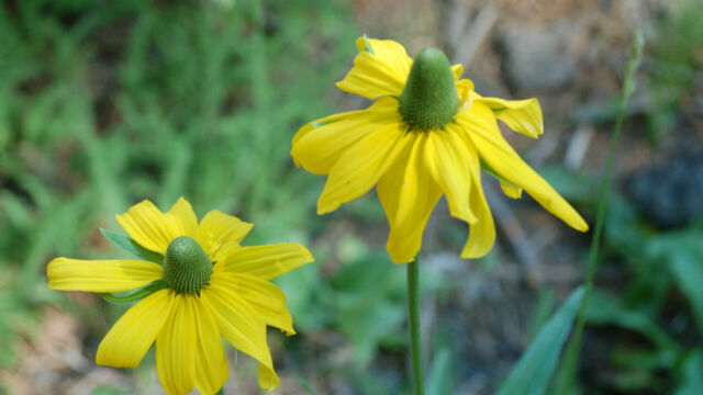Rudbeckia californica California Coneflower, Rudbeckia californica