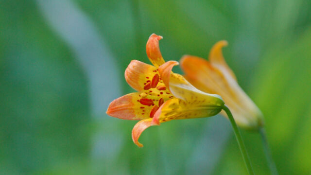 Lilium parvum Alpine Lily, Lilium parvum