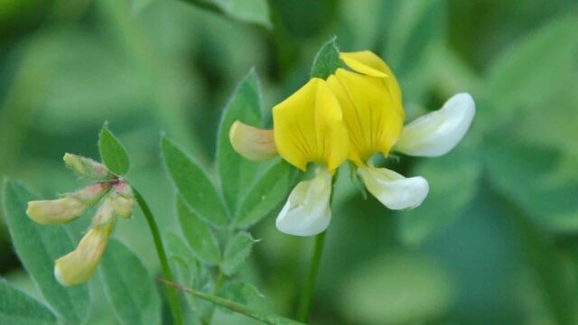 Lotus oblongifolius var. oblongifolius Narrowleaf Lotus, Lotus oblongifolius var. oblongifolius
