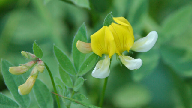 Lotus oblongifolius var. oblongifolius Narrowleaf Lotus, Lotus oblongifolius var. oblongifolius