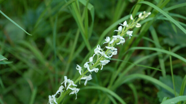 Platanthera leucostachys Sierra Bog Orchid, Platanthera leucostachys