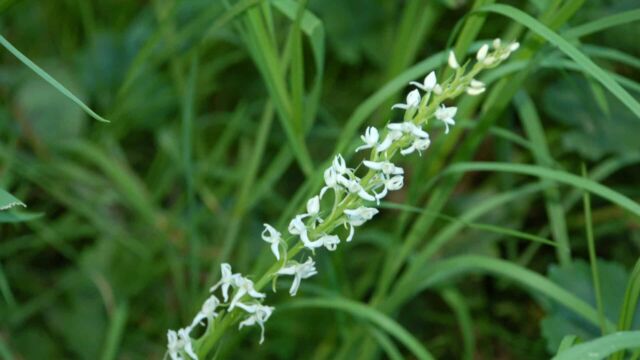 Platanthera leucostachys Sierra Bog Orchid, Platanthera leucostachys