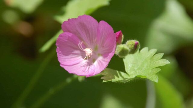 Sidalcea reptans Sierra Checkerbloom, Sidalcea reptans