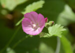 Sidalcea reptans Sierra Checkerbloom, Sidalcea reptans