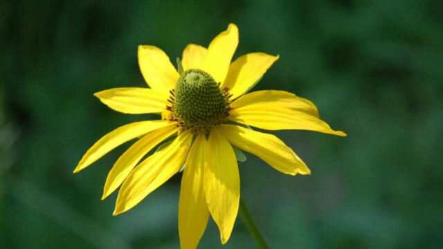 Rudbeckia californica California Coneflower, Rudbeckia californica