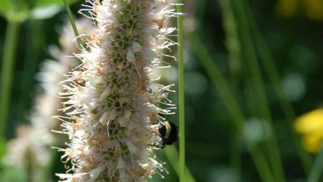 Agastache urticifolia Horse Mint, Agastache urticifolia