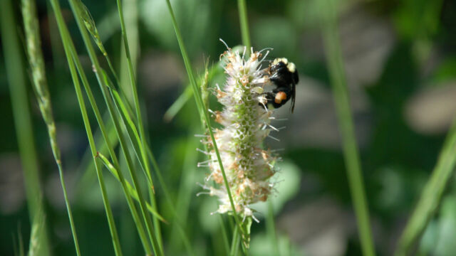 Agastache urticifolia Horse Mint, Agastache urticifolia