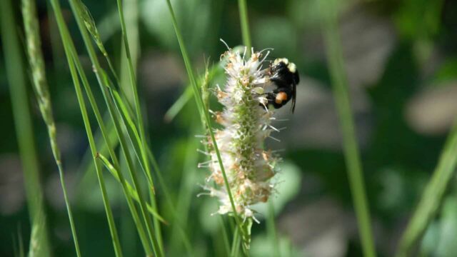 Agastache urticifolia Horse Mint, Agastache urticifolia