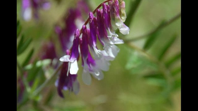 Vicia villosa Hairy Vetch, Vicia villosa