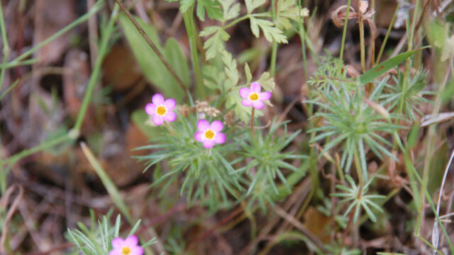 Leptosiphon bicolor True Babystars, Leptosiphon bicolor