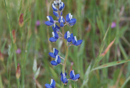 Lupinus bicolor Miniature Lupine, Lupinus bicolor