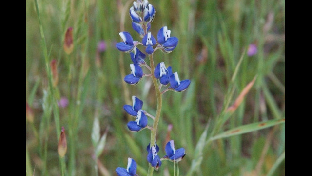 Lupinus bicolor Miniature Lupine, Lupinus bicolor