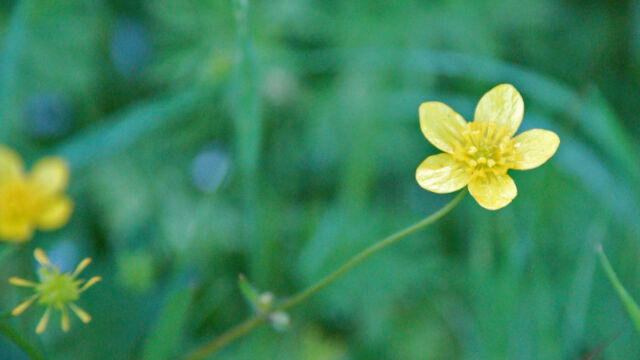 Ranunculus occidentalis Western Buttercup, Ranunculus occidentalis