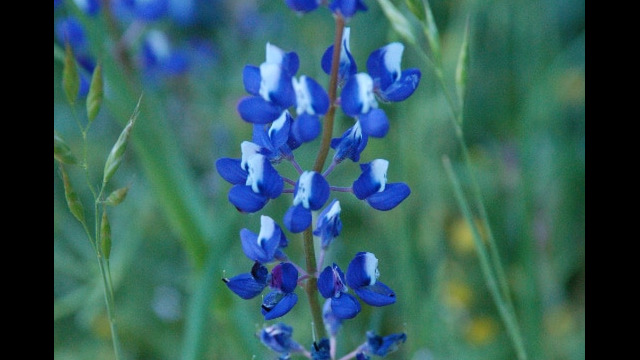 Lupinus nanus Sky lupine, Lupinus nanus