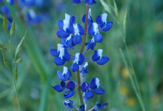Lupinus nanus Sky lupine, Lupinus nanus