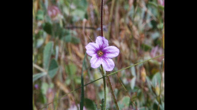 Erodium botrys Long Beaked Storksbill, Erodium botrys