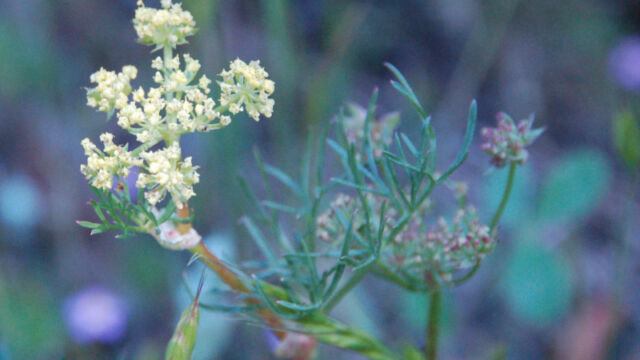 Lomatium utriculatum Foothil Lomatium, Lomatium utriculatum