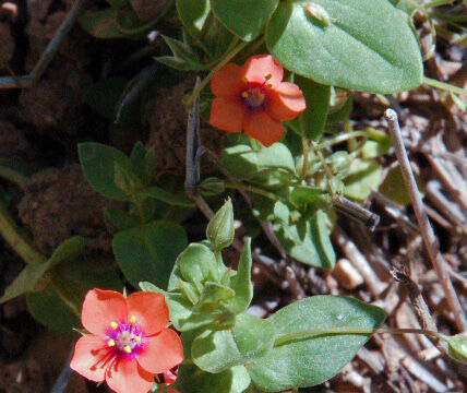 Anagallis arvensis Scarlet Pimpernel, Anagallis arvensis