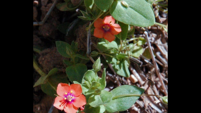 Anagallis arvensis Scarlet Pimpernel, Anagallis arvensis