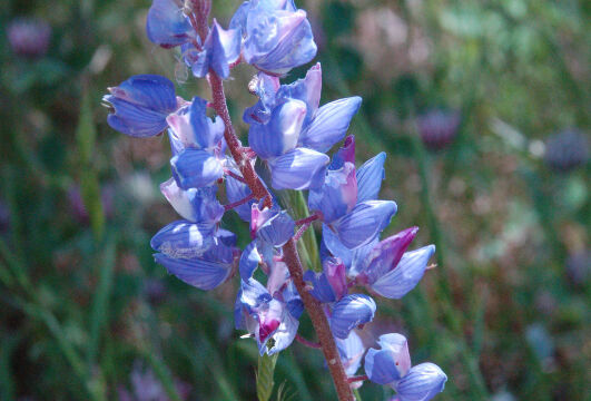 Lupinsu benthamii Narrow Leaved Lupine, Lupinsu benthamii