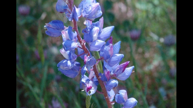 Lupinsu benthamii Narrow Leaved Lupine, Lupinsu benthamii