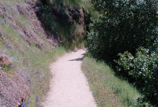 Buttermilk Bend trail Buttermilk Bend trail, South Yuba River State Park