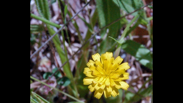 Hedypnois cretica Crete Weed (Wild Endive), Hedypnois cretica