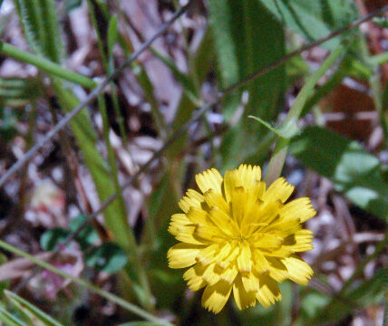 Hedypnois cretica Crete Weed (Wild Endive), Hedypnois cretica