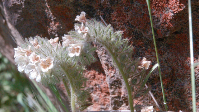 Phacelia cicutaria Caterpillar Phacelia, Phacelia cicutaria