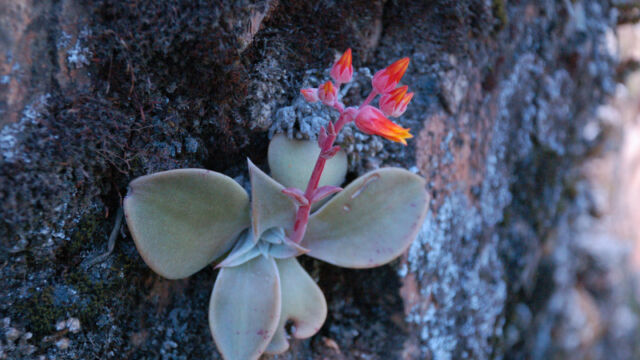 Dudleya cymosa Canyon Dudleya, Dudleya cymosa