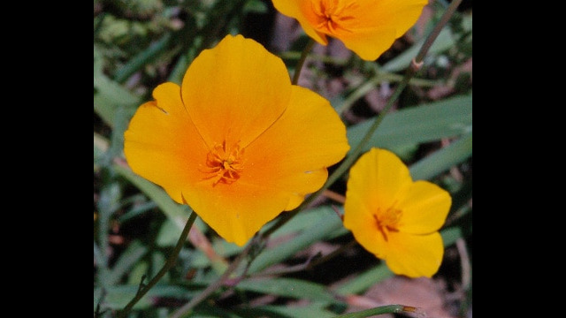 Eschscholzia caespitosa Foothill poppy, Eschscholzia caespitosa