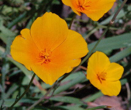 Eschscholzia caespitosa Foothill poppy, Eschscholzia caespitosa
