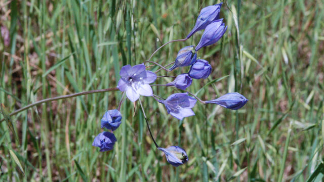 Triteleia laxa Ithuriel's Spear, Triteleia laxa