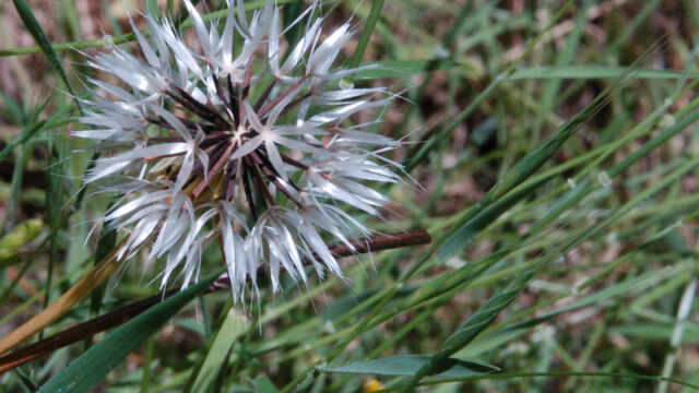 Uropappus lindleyi Silver Puffs, Uropappus lindleyi
