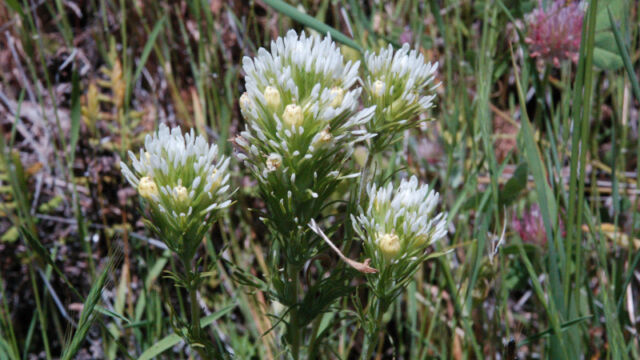 Castilleja lineariloba Pallid Owl's Clover, Castilleja lineariloba