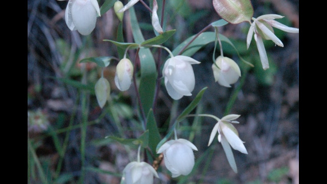 Calochortus albus Fairy Lantern, Calochortus albus