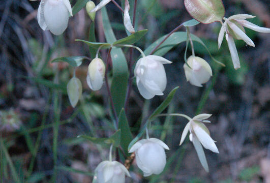 Calochortus albus Fairy Lantern, Calochortus albus