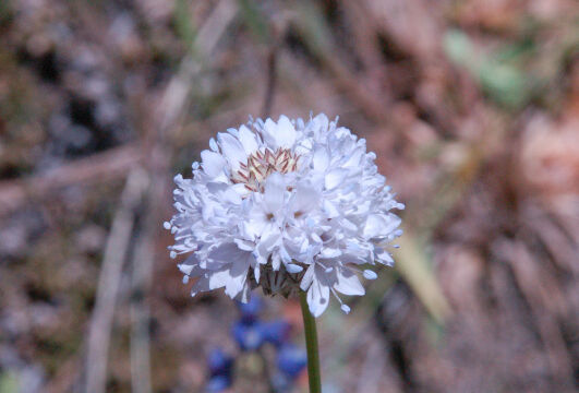 Gilia capitata Globe Gilia, Gilia capitata