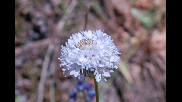 Gilia capitata Globe Gilia, Gilia capitata
