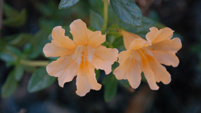 Diplacus grandiflorus Bush Monkey Flower, Diplacus grandiflorus