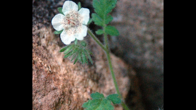 Phacelia cicutaria Caterpillar Phacelia, Phacelia cicutaria