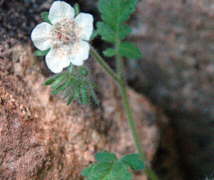 Phacelia cicutaria Caterpillar Phacelia, Phacelia cicutaria