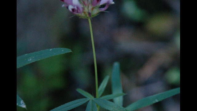 Trifolium willdenovii Tomcat Clover, Trifolium willdenovii