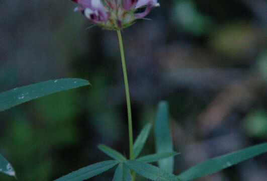 Trifolium willdenovii Tomcat Clover, Trifolium willdenovii