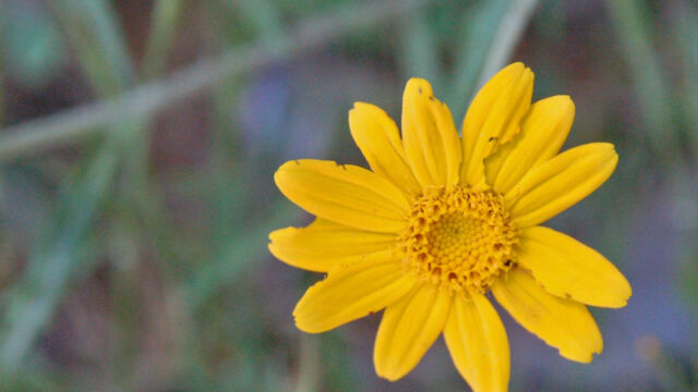Eriophyllum lanatum Woolly Sunflower, Eriophyllum lanatum