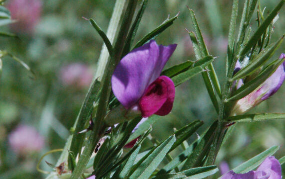 Vicia sativa Spring Vetch, Vicia sativa