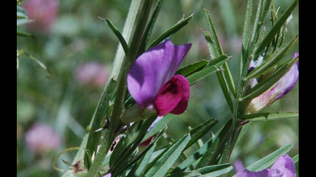 Vicia sativa Spring Vetch, Vicia sativa