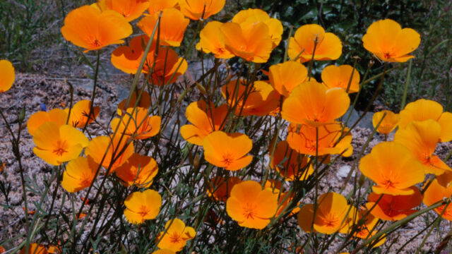 Poppies